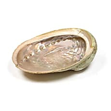 Abalone Smudge Muschel Haliotis diversicolor XL