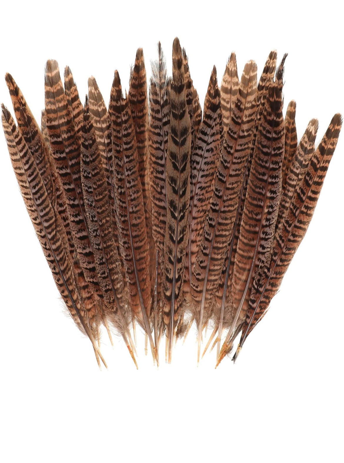 Räucherfeder Fasanenfeder